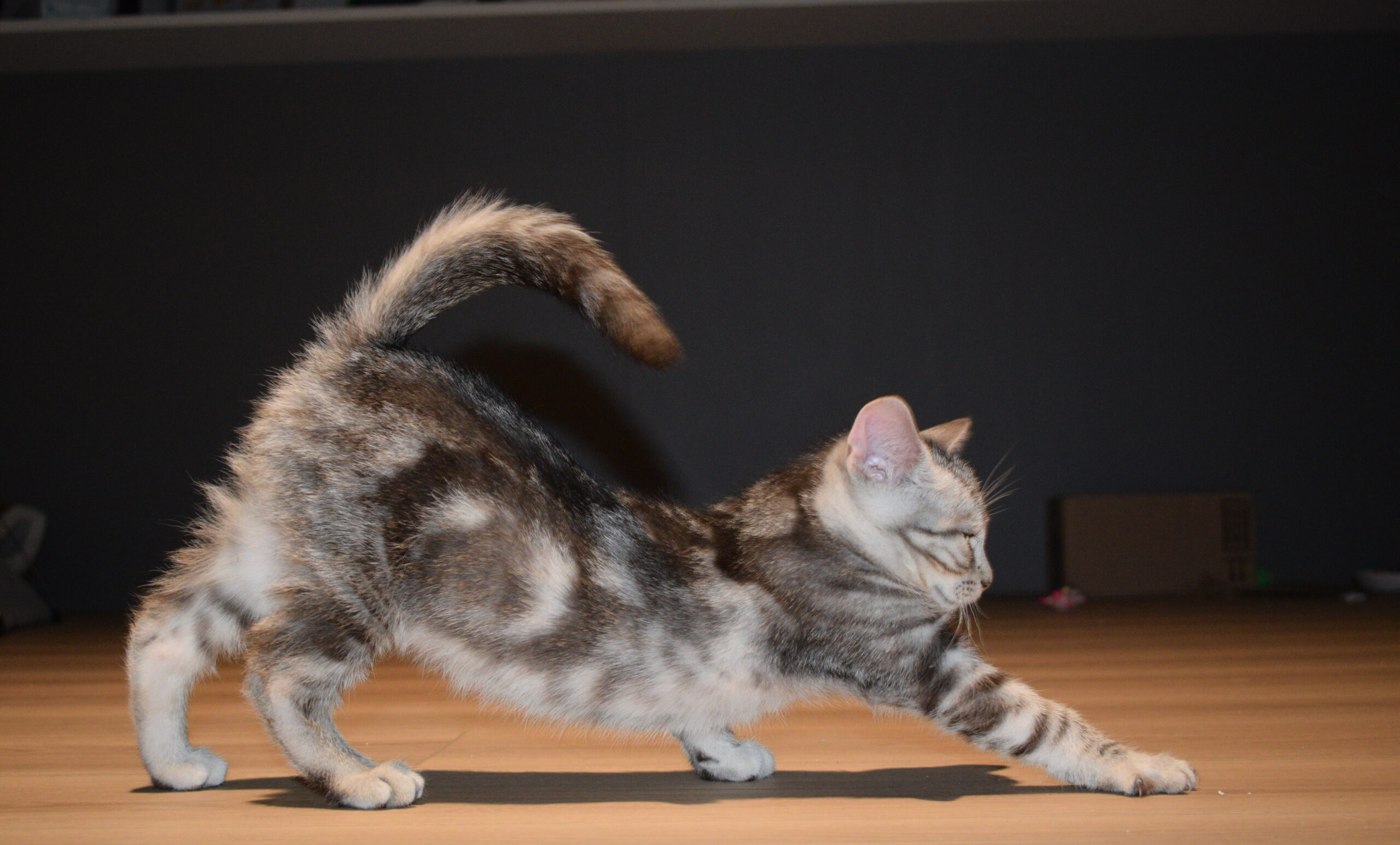 Chaton